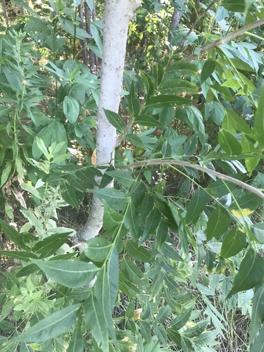 Sapindus drummondii (Western Soapberry) (alternate view 4)