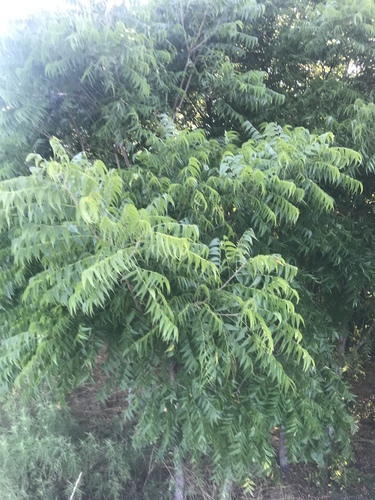 Sapindus drummondii (Western Soapberry) (alternate view 3)