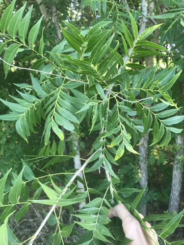 Sapindus drummondii (Western Soapberry) (alternate view 5)