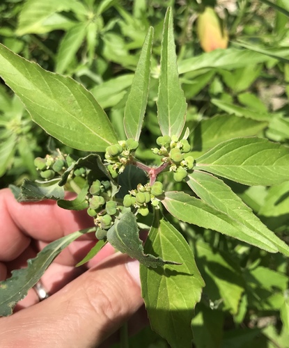 Euphorbia dentata (green poinsettia) (alternate view 6)