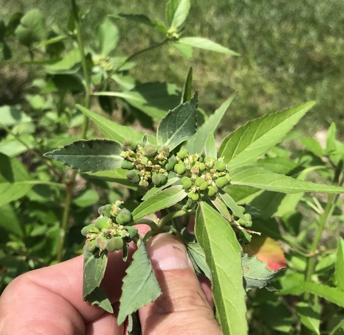 Euphorbia dentata (green poinsettia) (alternate view 7)