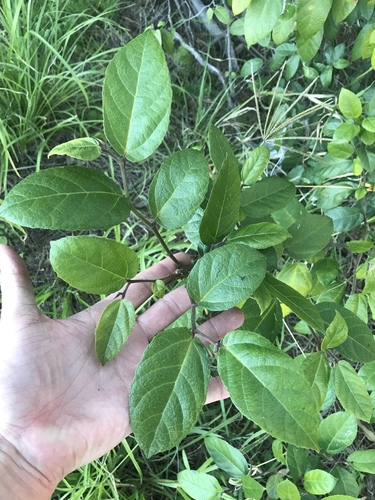 Ficus coronata (creek sandpaper fig) (alternate view 7)