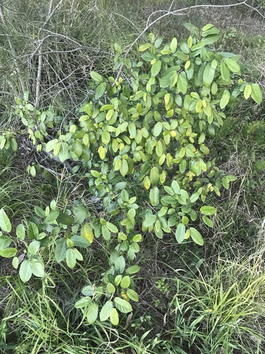 Ficus coronata (creek sandpaper fig) (alternate view 6)