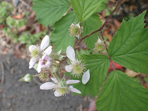 Rubus laciniatus (evergreen blackberry) (alternate view 4)