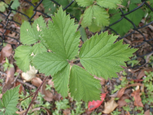 Rubus laciniatus (evergreen blackberry) (alternate view 3)