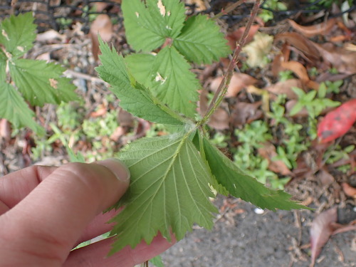 Rubus laciniatus (evergreen blackberry) (alternate view 5)