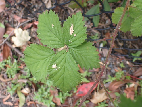 Rubus laciniatus (evergreen blackberry) (alternate view 2)