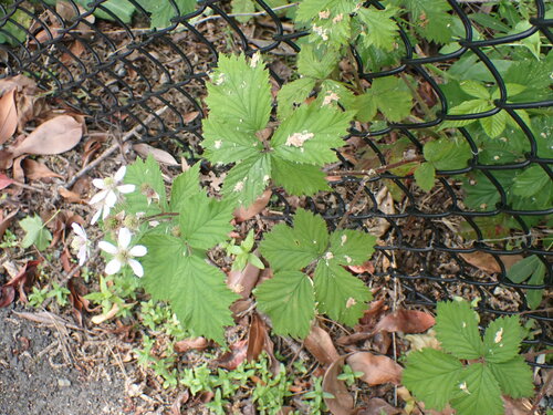 Rubus laciniatus (evergreen blackberry)
