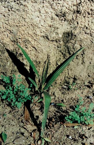Phoenix canariensis (Canary Island palm)