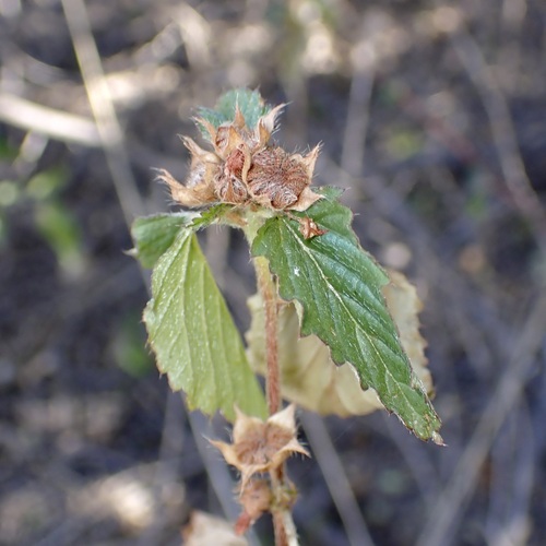 Malvastrum coromandelianum (three-lobe false mallow) (alternate view 4)