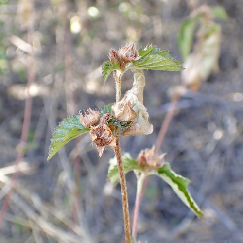 Malvastrum coromandelianum (three-lobe false mallow) (alternate view 5)