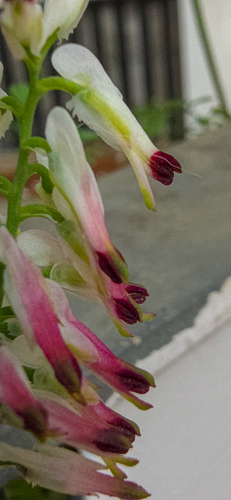 Fumaria capreolata (white ramping-fumitory)