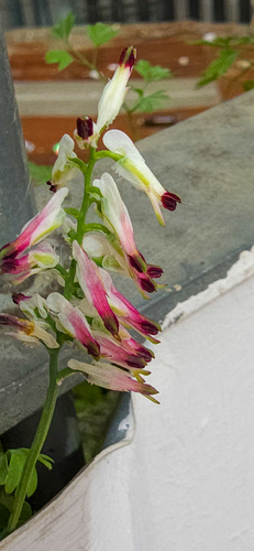 Fumaria capreolata (white ramping-fumitory)