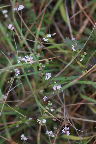 Cynanchica pyrenaica (Squinancywort)
