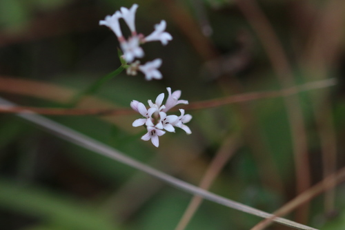 Cynanchica pyrenaica (Squinancywort)