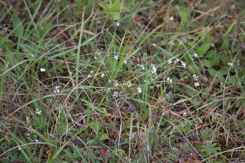 Cynanchica pyrenaica (Squinancywort)
