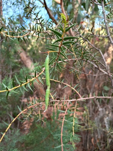 Acacia oxycedrus (Spike Wattle)
