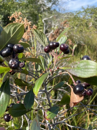 Aronia × prunifolia (purple chokeberry) (alternate view 4)