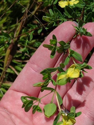 Hypericum hypericoides (St. Andrew's cross) (alternate view 4)