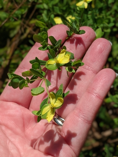 Hypericum hypericoides (St. Andrew's cross) (alternate view 5)
