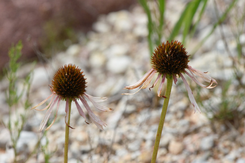 Echinacea paradoxa (Yellow Coneflower)