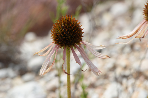 Echinacea paradoxa (Yellow Coneflower)
