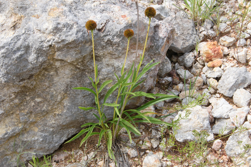 Echinacea paradoxa (Yellow Coneflower)