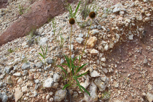 Echinacea paradoxa (Yellow Coneflower)