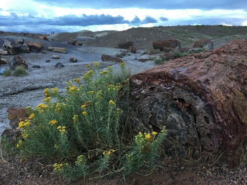 Chrysothamnus viscidiflorus (Yellow Rabbitbrush) (alternate view 3)