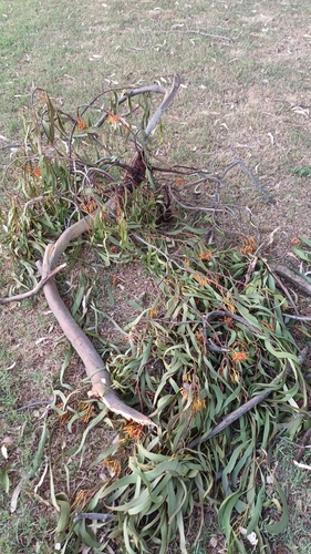 Amyema pendula (drooping mistletoe) (alternate view 5)