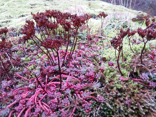 Sedum oreganum (Oregon Stonecrop)