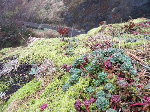 Sedum oreganum (Oregon Stonecrop) (alternate view 4)