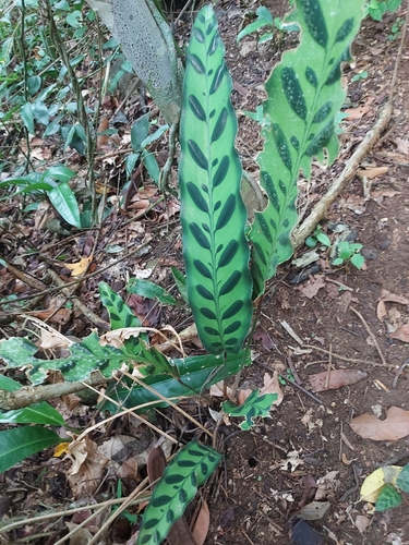 Goeppertia insignis (Rattlesnake Plant)