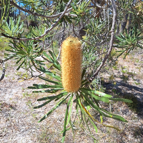 Banksia attenuata (Candlestick Banksia) (alternate view 5)
