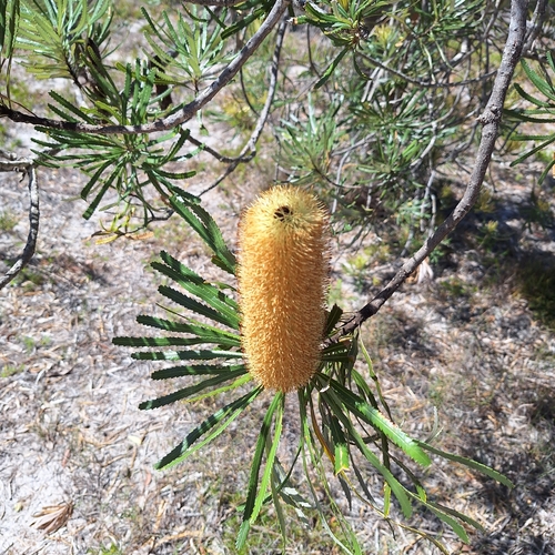 Banksia attenuata (Candlestick Banksia) (alternate view 6)