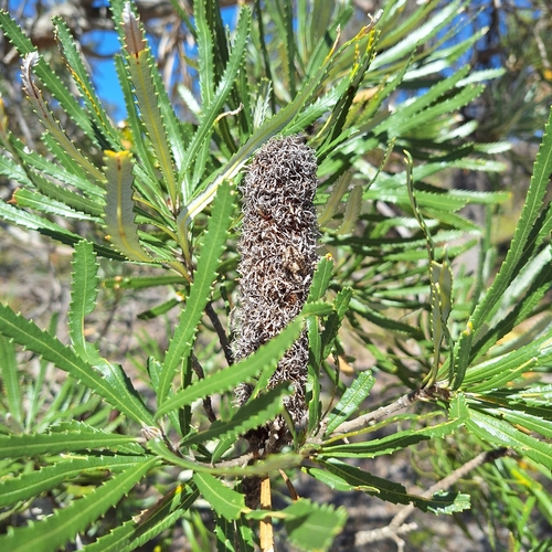 Banksia attenuata (Candlestick Banksia) (alternate view 7)