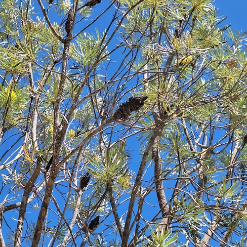 Banksia attenuata (Candlestick Banksia) (alternate view 8)