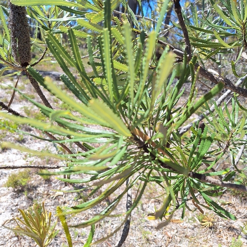 Banksia attenuata (Candlestick Banksia) (alternate view 9)