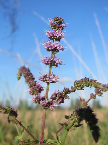 Mentha spicata (Spearmint)