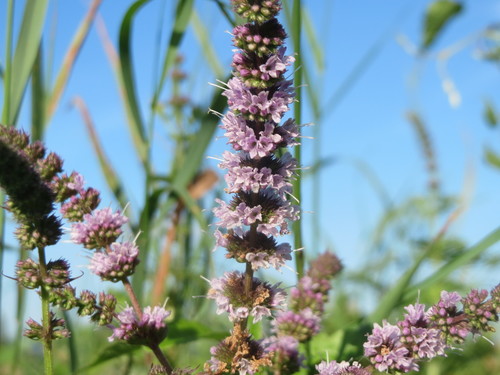 Mentha spicata (Spearmint) (alternate view 2)