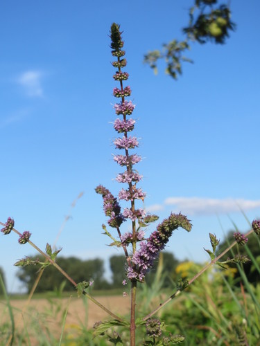 Mentha spicata (Spearmint) (alternate view 3)