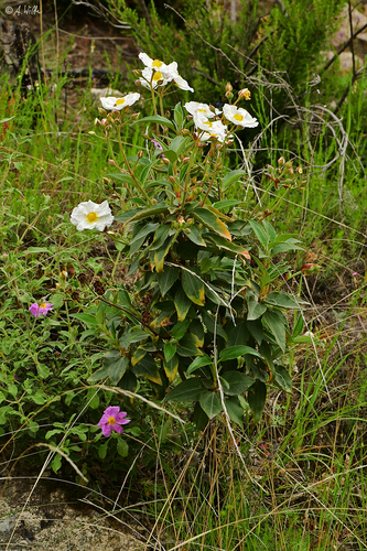 Cistus laurifolius (laurel-leaved cistus) (alternate view 5)