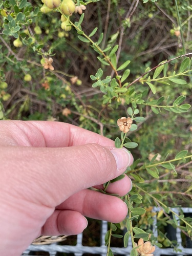 Phyllanthus calycinus (False Boronia) (alternate view 5)