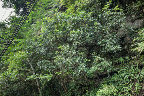 Heptapleurum arboricola (Miniature umbrella tree)