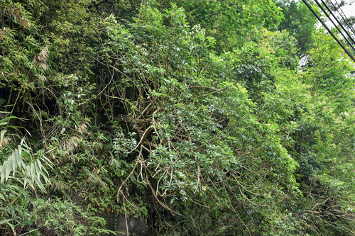 Heptapleurum arboricola (Miniature umbrella tree)
