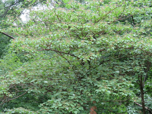 Cornus alternifolia (Pagoda Dogwood)
