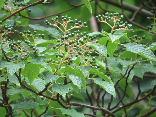 Cornus alternifolia (Pagoda Dogwood) (alternate view 2)