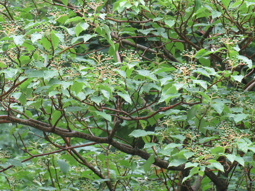 Cornus alternifolia (Pagoda Dogwood) (alternate view 3)