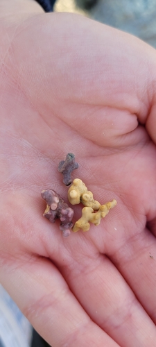Lithothamnion (Crustose coralline algae) (alternate view 10)