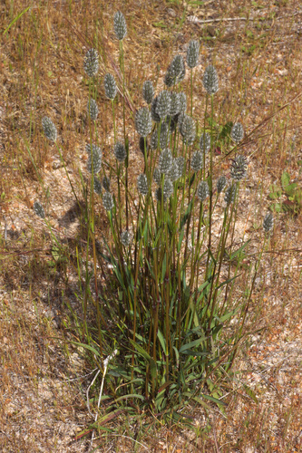 Neurachne alopecuroidea (foxtail mulga grass) (alternate view 5)